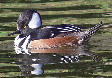 Duck Hunting Season South Carolina: Bag Limits, Season Dates, & More!