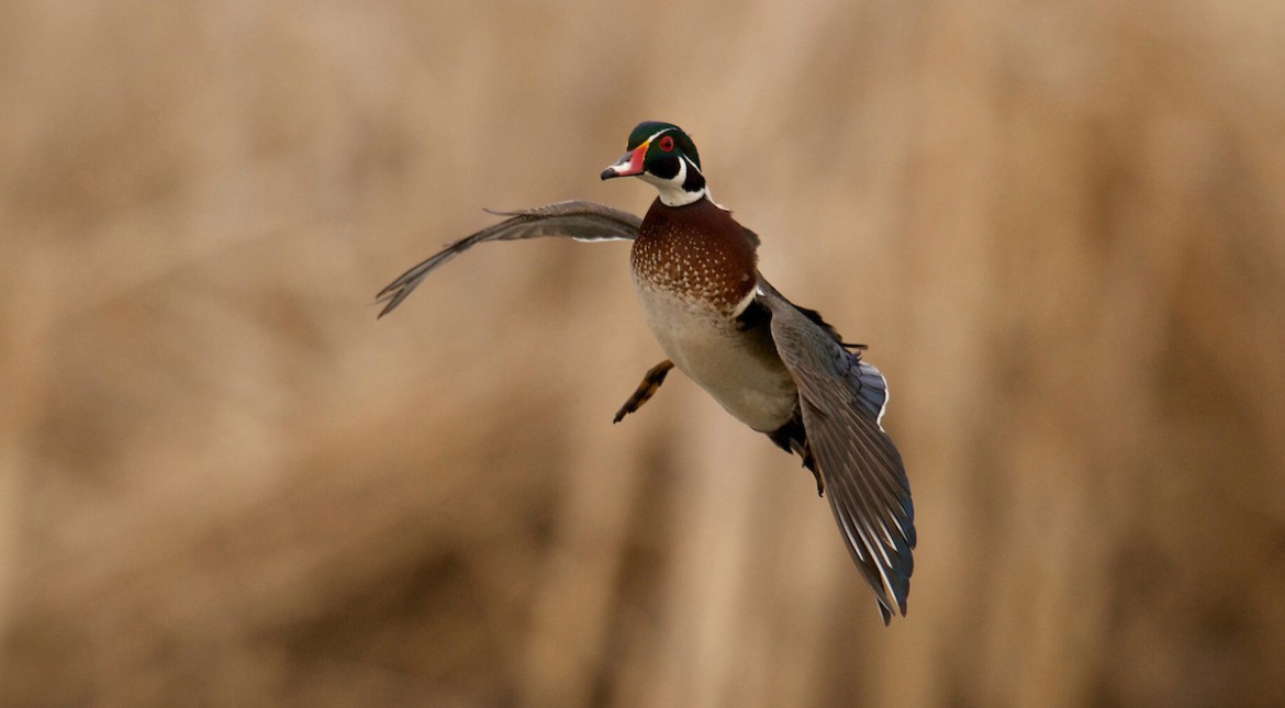 How to Find Good Duck Hunting Spots