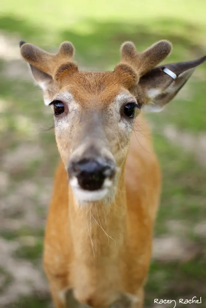 rarest types of Deer