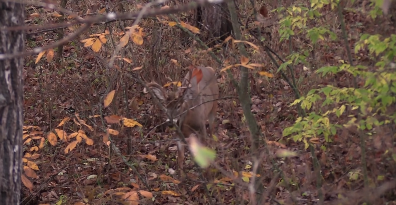 Rare-rut-action-Buck-Roar-caught